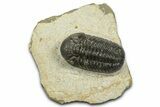 Beautiful Morocops Trilobite - Ofaten, Morocco #372440-1